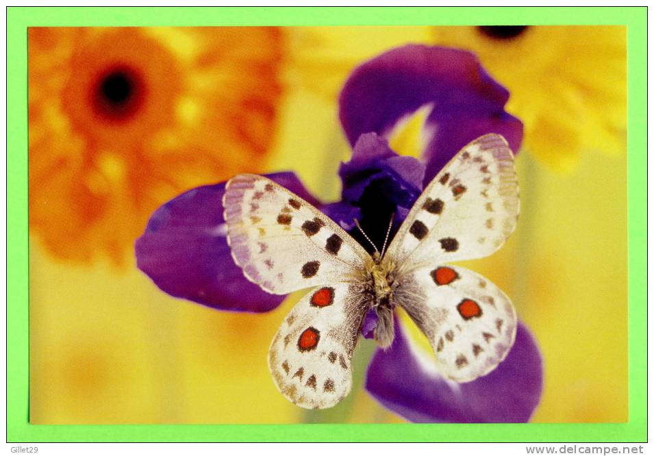 PAPILLON DANS LES FLEURS - - Mariposas