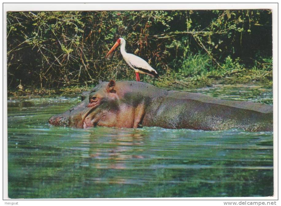 3  Timbres," Oiseaux " / CP , Carte , Postcard Du 14/10/99 Pour La France , 2 Scans - Kenya (1963-...)