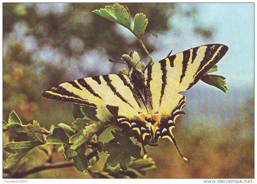 Zs3229 Animaux Butterly Papillons Iphiclides Podalirius Not Used Perfect Shape - Mariposas