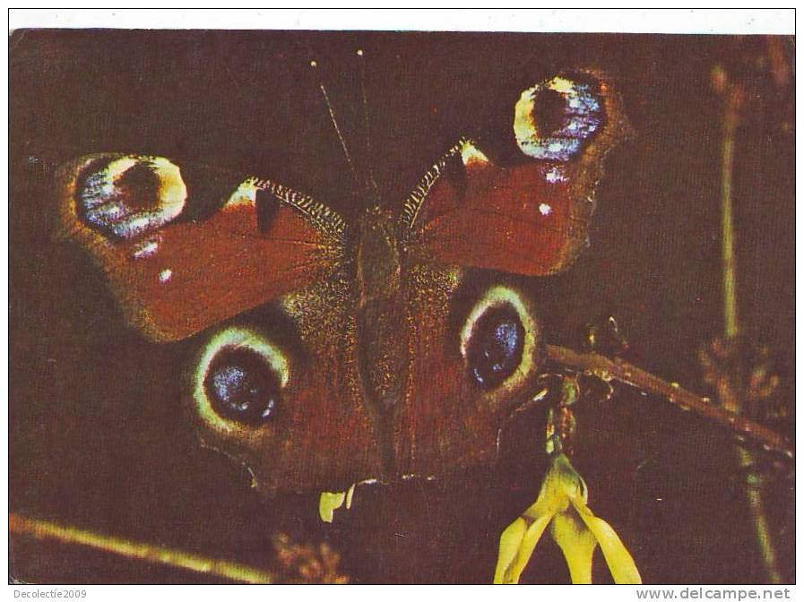 Zs3230 Animaux Butterly Papillons Vanessa Io Not Used Perfect Shape - Butterflies