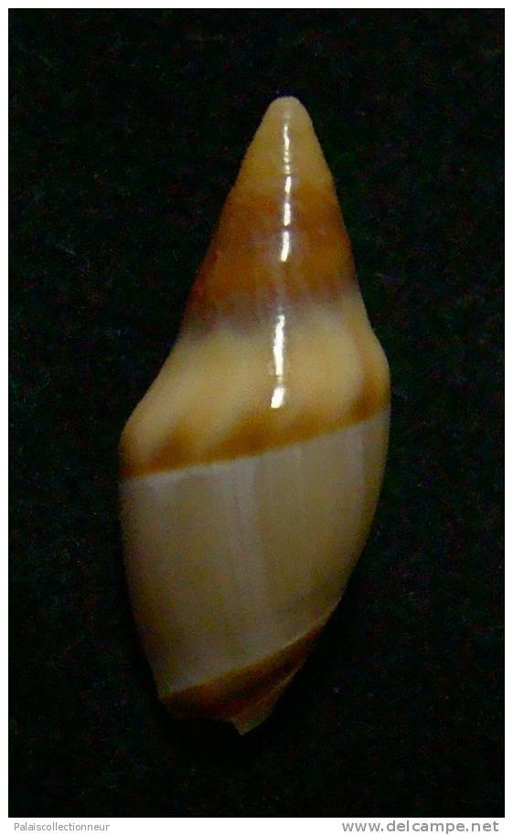 N°2962 //  AMALDA  FUSCOLINGUA   " Nelle-CALEDONIE " // GEM :  27,3mm //  TRES RARE  . - Seashells & Snail-shells