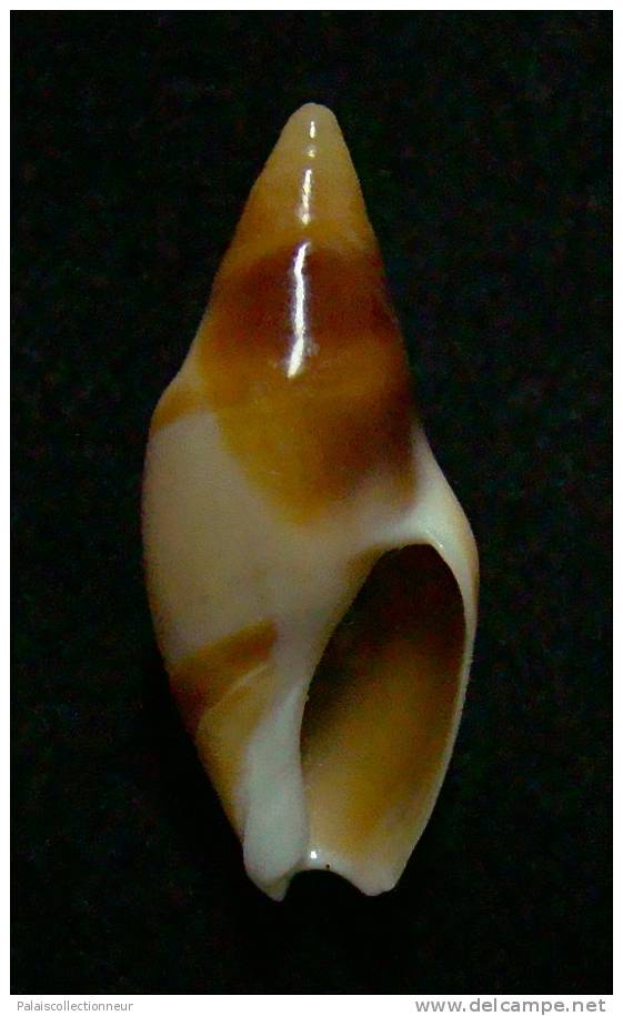 N°2962 //  AMALDA  FUSCOLINGUA   " Nelle-CALEDONIE " // GEM :  27,3mm //  TRES RARE  . - Schelpen