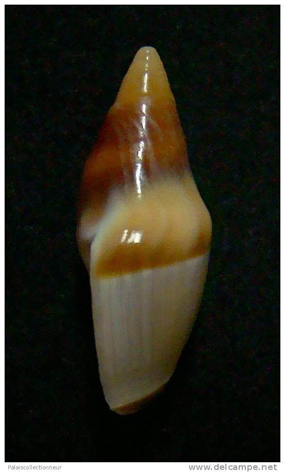 N°2962 //  AMALDA  FUSCOLINGUA   " Nelle-CALEDONIE " // GEM :  27,3mm //  TRES RARE  . - Seashells & Snail-shells