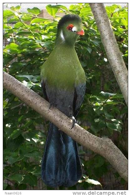 Turaco   Bird    , Postal Stationery -Articles Postaux  (A68-86) - Cuco, Cuclillos