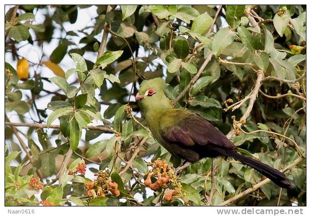 Turaco   Bird    , Postal Stationery -Articles Postaux  (A68-85) - Coucous, Touracos