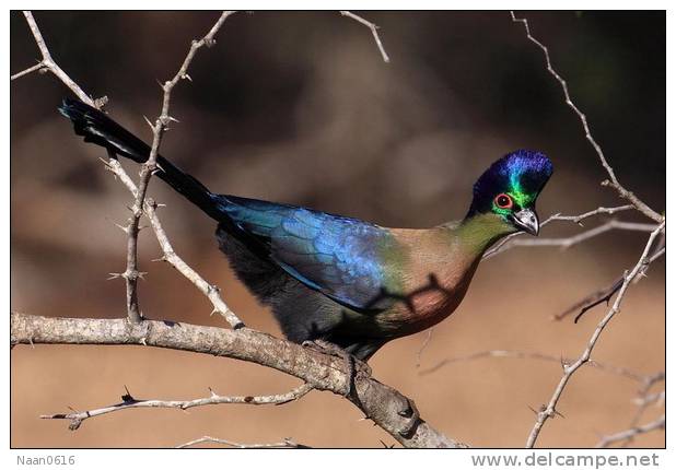 Turaco   Bird    , Postal Stationery -Articles Postaux  (A68-84) - Cuckoos & Turacos