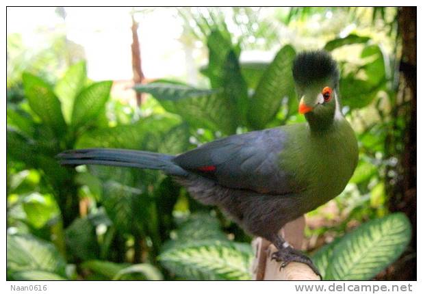 Turaco   Bird    , Postal Stationery -Articles Postaux  (A68-81) - Cuckoos & Turacos