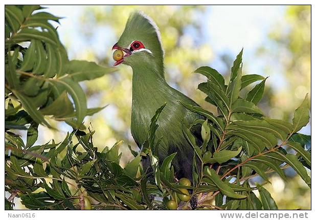 Turaco   Bird    , Postal Stationery -Articles Postaux  (A68-79) - Cuckoos & Turacos