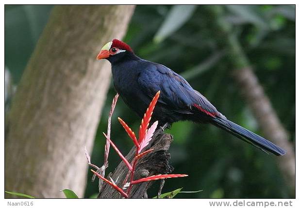 Turaco   Bird    , Postal Stationery -Articles Postaux  (A68-78) - Cuckoos & Turacos