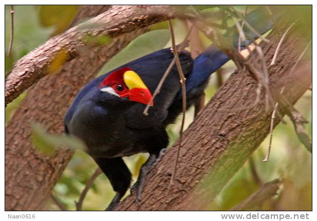 Turaco   Bird    , Postal Stationery -Articles Postaux  (A68-76) - Cuckoos & Turacos