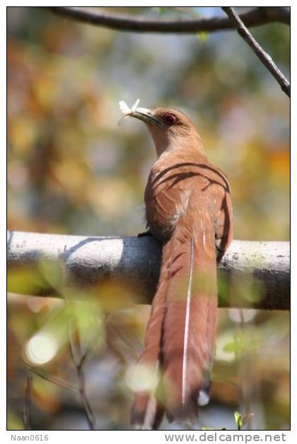 Cuckoo Bird  Insect      , Postal Stationery -Articles Postaux  (A68-51) - Cuckoos & Turacos