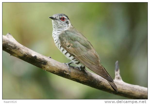 Cuckoo Bird        , Postal Stationery -Articles Postaux  (A68-49) - Cuckoos & Turacos