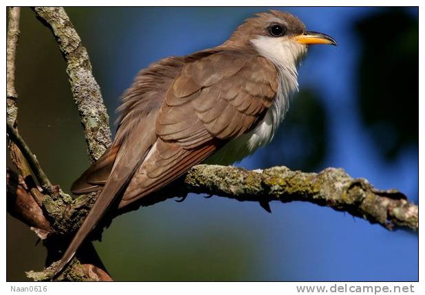 Cuckoo Bird        , Postal Stationery -Articles Postaux  (A68-48) - Cuckoos & Turacos