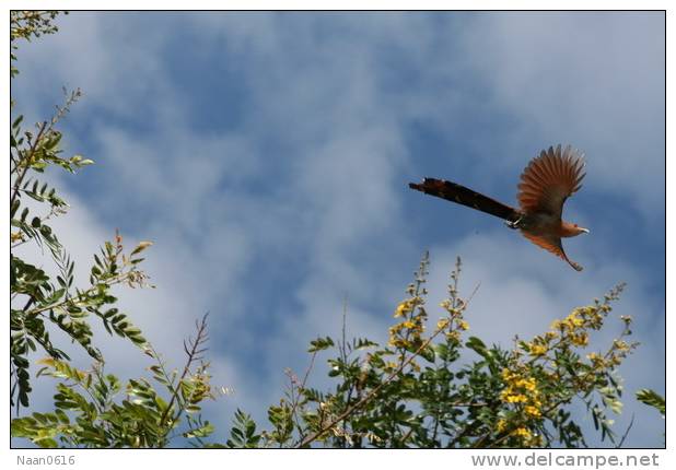 Cuckoo Bird        , Postal Stationery -Articles Postaux  (A68-44) - Cuckoos & Turacos