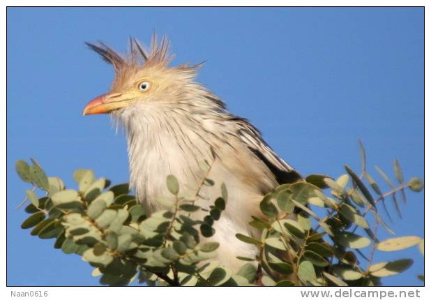 Cuckoo Bird        , Postal Stationery -Articles Postaux  (A68-42) - Cuckoos & Turacos