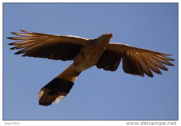 Cuckoo Bird        , Postal Stationery -Articles Postaux  (A68-41) - Cuco, Cuclillos