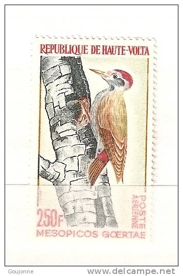 HAUTE VOLTA  Faune Oiseaux Pic Gris    PA 18** - Specht- & Bartvögel