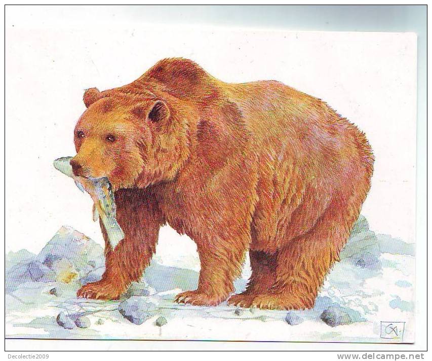 Zs3181 Animals Animaux Ursus Arctos Bear Not Used Perfect Shape - Beren