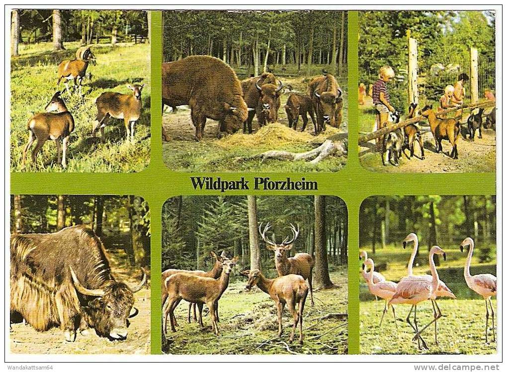 AK 176 Wildpark Pforzheim Mehrbild 6 Bilder Mufflons Flamingos 22. 6. 85 - 17 7530 PFORZHEIM 1 Werbestempel Schmuck- - Pforzheim