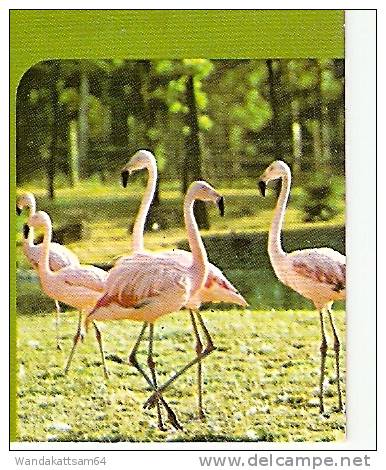 AK 176 Wildpark Pforzheim Mehrbild 6 Bilder Mufflons Flamingos 22. 6. 85 - 17 7530 PFORZHEIM 1 Werbestempel Schmuck-