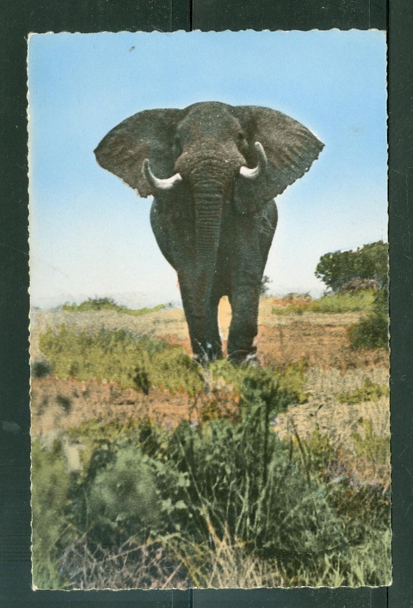 Faune Africaine - éléphant Prèt à Charger    Gb65 - Elephants