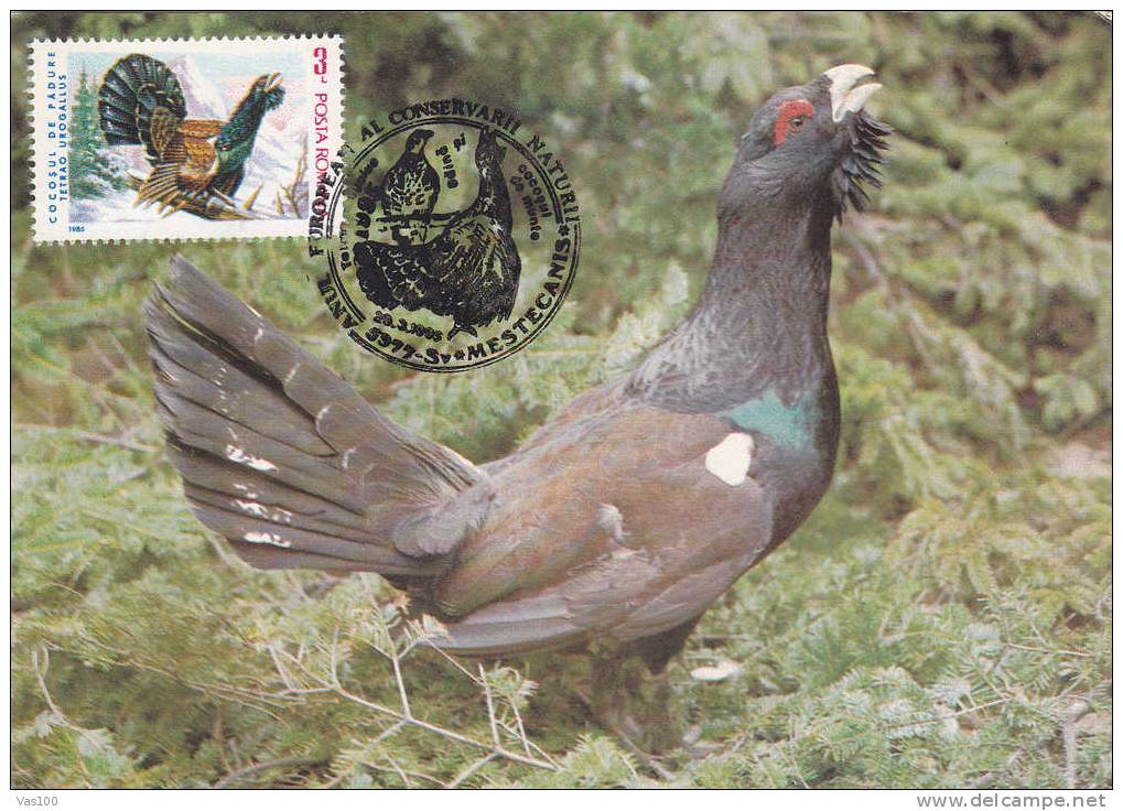 Romania 1995 Maximum Card ,"Tetrao Urogallus", Cock, Rooster , Grouse . - Gallinaceans & Pheasants