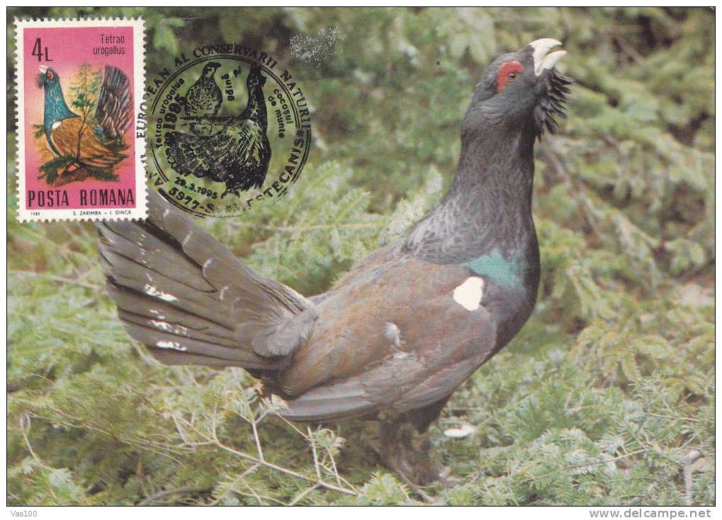 Romania 1995 Maximum Card ,"Tetrao Urogallus", Cock, Rooster , Grouse . - Gallinacées & Faisans