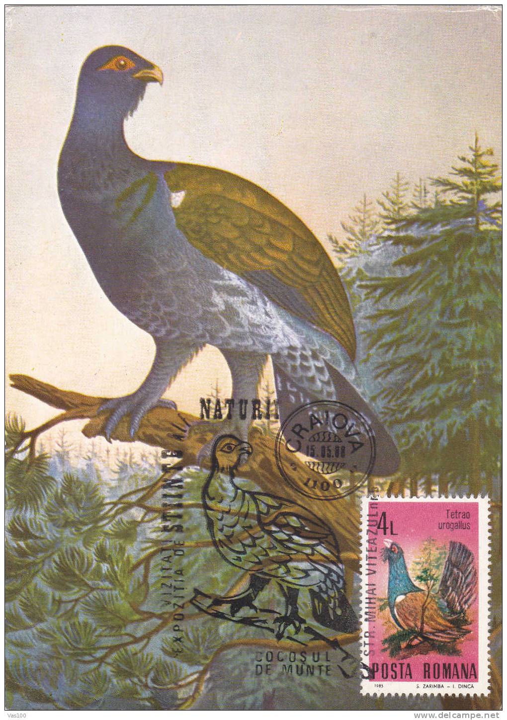 Romania 1988 Maximum Card ,"Tetrao Urogallus", Cock, Rooster , Grouse . - Gallinaceans & Pheasants