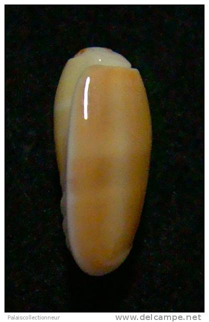 N°3009 // OLIVA  CARNEOLA  BIZONALIS  " Nelle-CALEDONIE "  //  F++ :  14,1mm //  ASSEZ COURANTE . - Seashells & Snail-shells