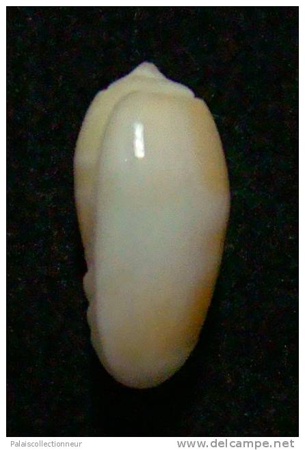 N°3010 // OLIVA  CARNEOLA  BIZONALIS  " Nelle-CALEDONIE "  //  F+++/GEM :  14,5mm //  PEU COURANTE . - Schelpen