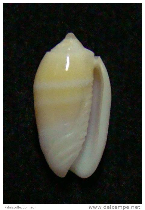 N°3011 // OLIVA  CARNEOLA  BIZONALIS  " Nelle-CALEDONIE "  //  GEM :  15mm //  PEU COURANTE . - Seashells & Snail-shells