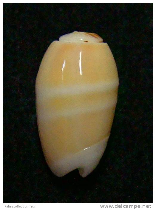 N°3012 // OLIVA  CARNEOLA  BIZONALIS  " Nelle-CALEDONIE "  //  F++ :  15,3mm //  PEU COURANTE . - Seashells & Snail-shells