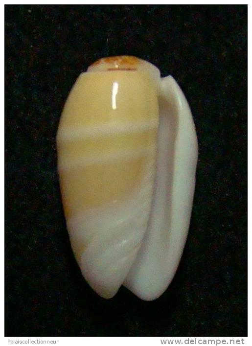 N°3012 // OLIVA  CARNEOLA  BIZONALIS  " Nelle-CALEDONIE "  //  F++ :  15,3mm //  PEU COURANTE . - Schelpen