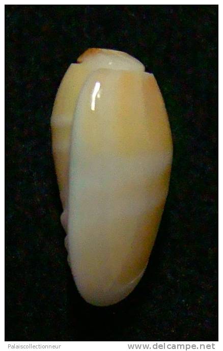 N°3012 // OLIVA  CARNEOLA  BIZONALIS  " Nelle-CALEDONIE "  //  F++ :  15,3mm //  PEU COURANTE . - Seashells & Snail-shells