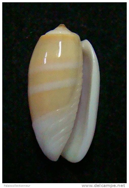 N°3016 // OLIVA  CARNEOLA  BIZONALIS  " Nelle-CALEDONIE "  //  F++ :  GROSSE : 20,3mm //  PEU COURANTE . - Schelpen