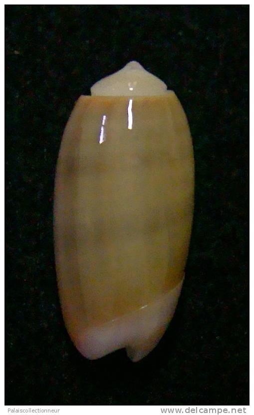 N°3028 // OLIVA  CARNEOLA  TRICHROMA  " Nelle-CALEDONIE "  //  GEM :  15,4mm // ASSEZ  RARE . - Seashells & Snail-shells