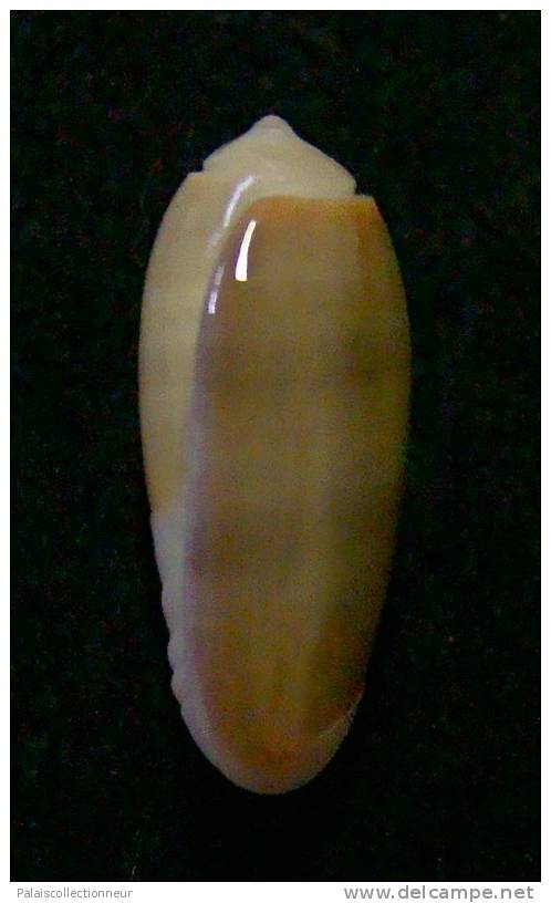 N°3028 // OLIVA  CARNEOLA  TRICHROMA  " Nelle-CALEDONIE "  //  GEM :  15,4mm // ASSEZ  RARE . - Muscheln & Schnecken