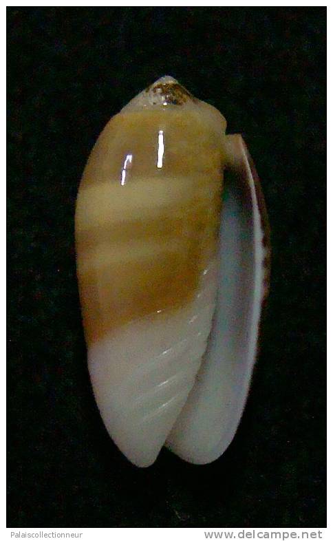 N°3029 // OLIVA  CARNEOLA  TRICHROMA  " Nelle-CALEDONIE "  //  F+++/GEM :  15,4mm // ASSEZ  RARE . - Muscheln & Schnecken