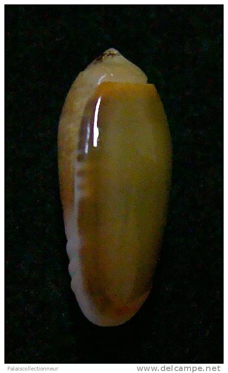 N°3029 // OLIVA  CARNEOLA  TRICHROMA  " Nelle-CALEDONIE "  //  F+++/GEM :  15,4mm // ASSEZ  RARE . - Schelpen