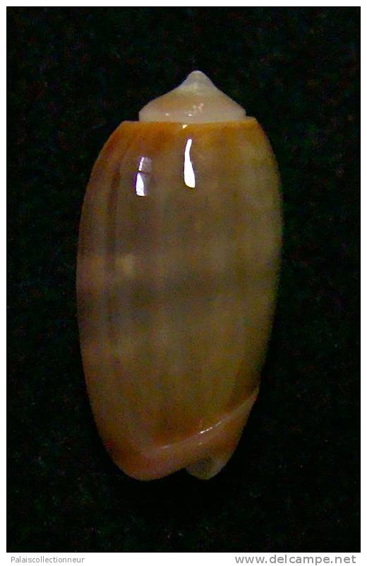 N°3030 // OLIVA  CARNEOLA  TRICHROMA  " Nelle-CALEDONIE "  //  GEM :  16mm // ASSEZ  RARE . - Coquillages