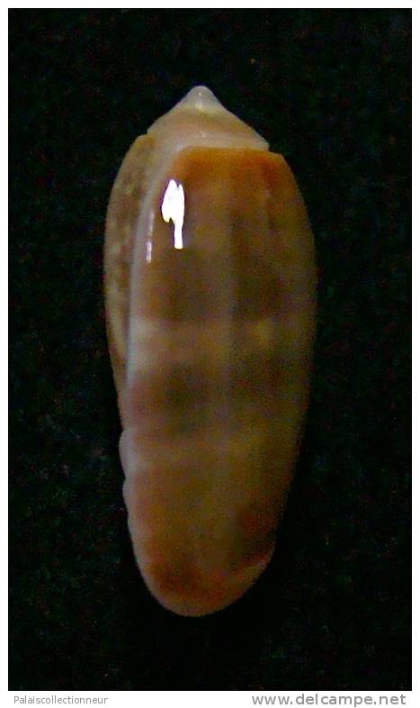N°3030 // OLIVA  CARNEOLA  TRICHROMA  " Nelle-CALEDONIE "  //  GEM :  16mm // ASSEZ  RARE . - Coquillages