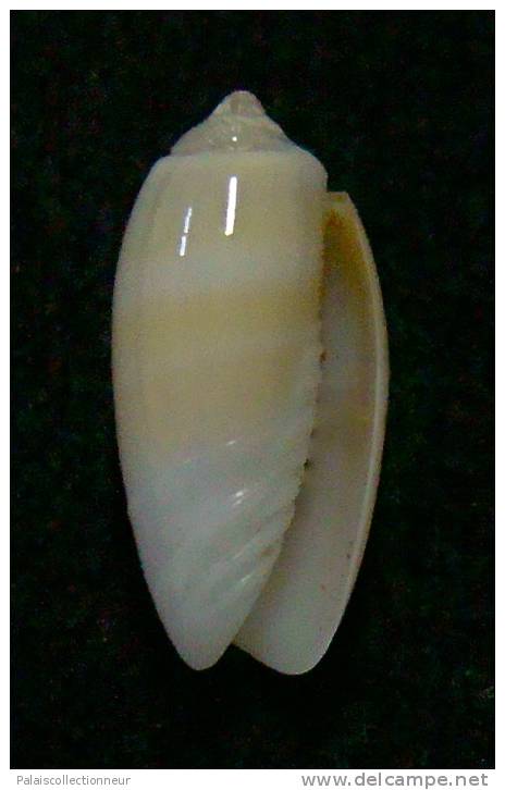 N°3036 // OLIVA  CARNEOLA  UNIZONALIS  " Nelle-CALEDONIE "  //  GEM :  13mm // ASSEZ  RARE . - Muscheln & Schnecken