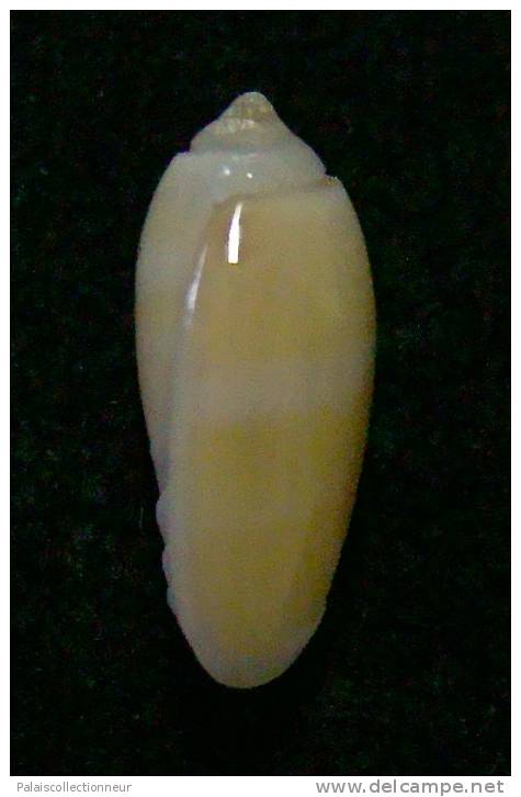 N°3036 // OLIVA  CARNEOLA  UNIZONALIS  " Nelle-CALEDONIE "  //  GEM :  13mm // ASSEZ  RARE . - Coquillages