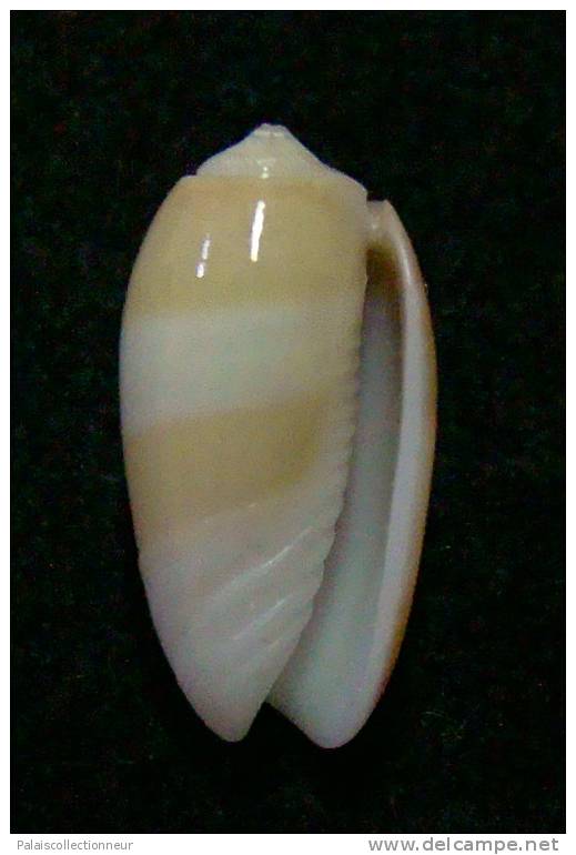 N°3037 // OLIVA  CARNEOLA  UNIZONALIS  " Nelle-CALEDONIE "  //  GEM :  14,1mm // ASSEZ  RARE . - Seashells & Snail-shells