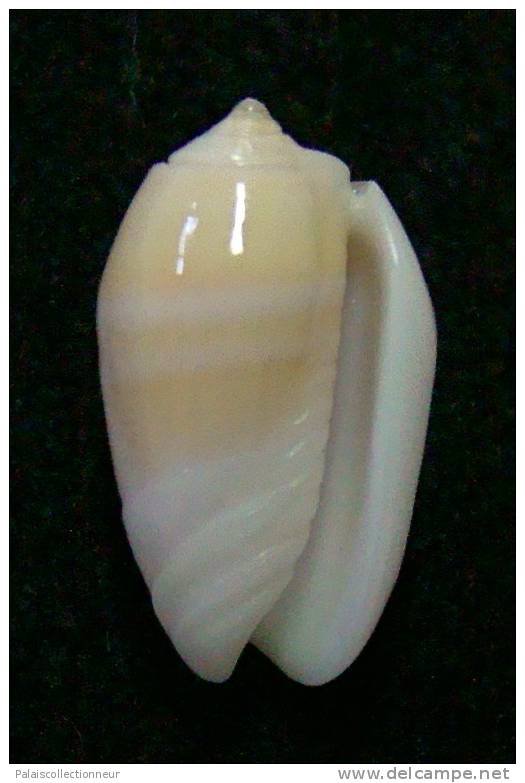 N°3039 // OLIVA  CARNEOLA  UNIZONALIS  " Nelle-CALEDONIE "  //  GEM :  15,2mm // ASSEZ  RARE . - Seashells & Snail-shells