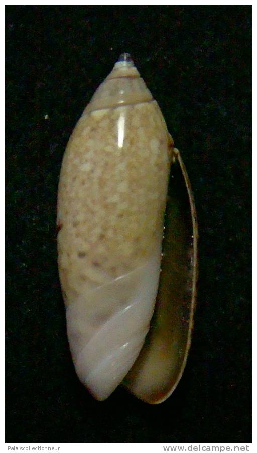 N°3055 // OLIVA  LONGISPIRA  " VANUATU "  //  F+++ :  23mm //  ASSEZ RARE . - Coquillages