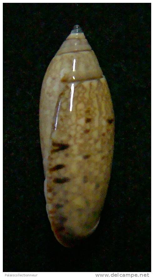 N°3055 // OLIVA  LONGISPIRA  " VANUATU "  //  F+++ :  23mm //  ASSEZ RARE . - Schelpen