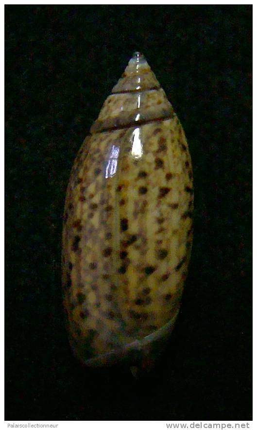 N°3058 // OLIVA  LONGISPIRA  " VANUATU "  //  GEM :  23,5mm //  ASSEZ RARE . - Seashells & Snail-shells