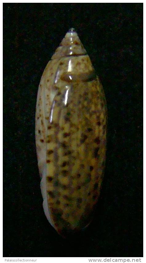 N°3058 // OLIVA  LONGISPIRA  " VANUATU "  //  GEM :  23,5mm //  ASSEZ RARE . - Seashells & Snail-shells