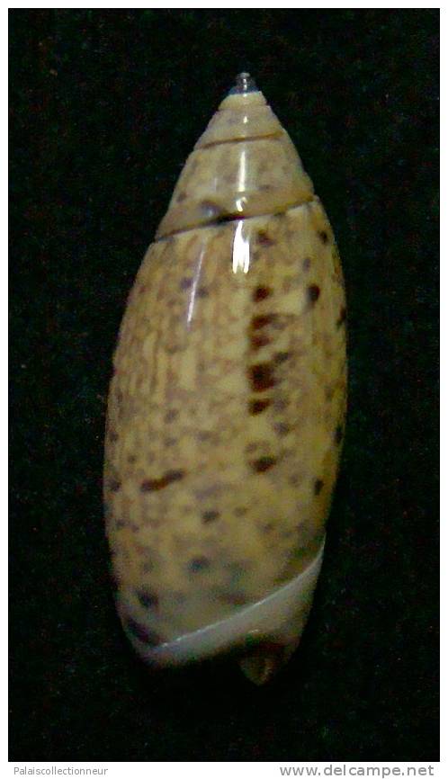 N°3059 // OLIVA  LONGISPIRA  " VANUATU "  //  F+++ :  24mm //  ASSEZ RARE . - Schelpen